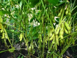 The Link Between Climate Change and Agriculture in Uganda