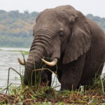 We need abundant and thriving wildlife