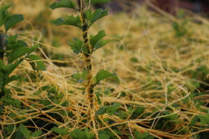 Dodder: The Silent Yellow Threat Devastating East Africa’s Greenery and not much is being done about it