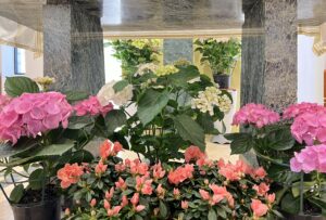 Joy to the world the Lord has come.